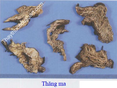 H&igrave;nh ảnh vị thuốc thăng ma