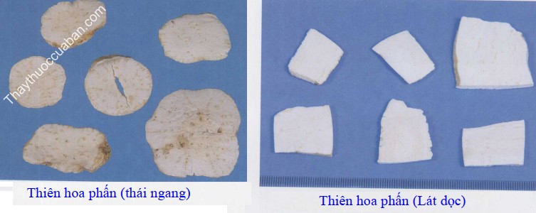 H&igrave;nh ảnh vị thuốc thi&ecirc;n hoa phấn