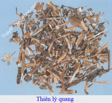 H&igrave;nh ảnh vị thuốc thi&ecirc;n l&yacute; quang