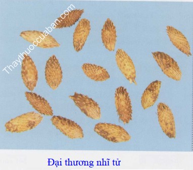 Thương nhĩ tử đại