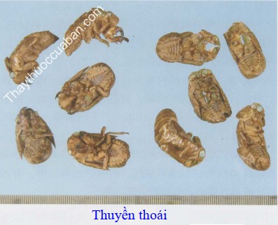 H&igrave;nh ảnh vị thuốc thuyền tho&aacute;i