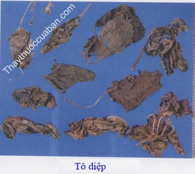H&igrave;nh ảnh vị thuốc t&ocirc; diệp