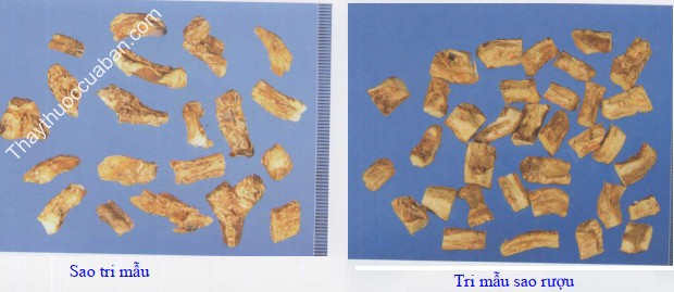 H&igrave;nh ảnh vị thuốc tri mẫu sao rượu