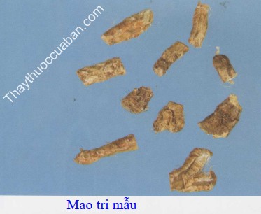 H&igrave;nh ảnh vị thuốc tri mẫu