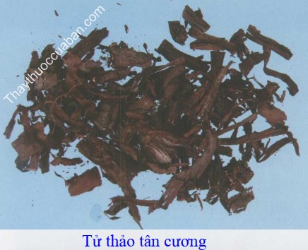 H&igrave;nh ảnh vị thuốc tử thảo
