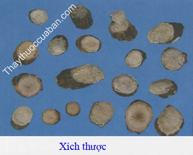 Hỉnh ảnh vị thuốc x&iacute;ch thược