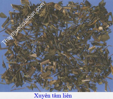 H&igrave;nh ảnh vị thuốc Xuy&ecirc;n t&acirc;m li&ecirc;n